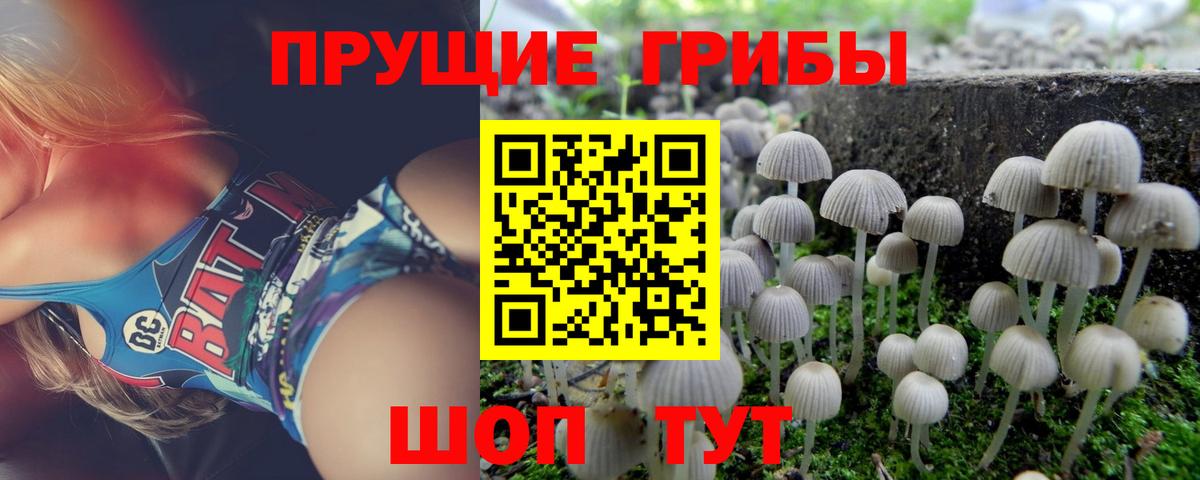 Галлюциногенные грибы Psilocybe Слободской